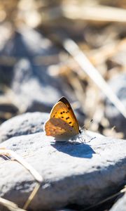 Preview wallpaper butterfly, insect, wings, stones, macro