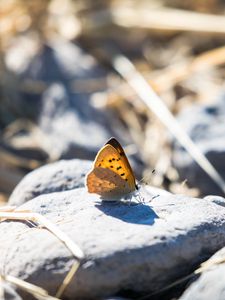 Preview wallpaper butterfly, insect, wings, stones, macro