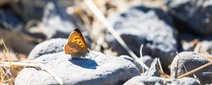 Preview wallpaper butterfly, insect, wings, stones, macro