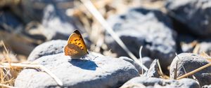 Preview wallpaper butterfly, insect, wings, stones, macro