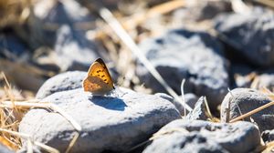 Preview wallpaper butterfly, insect, wings, stones, macro