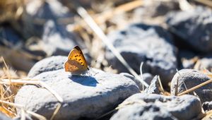 Preview wallpaper butterfly, insect, wings, stones, macro