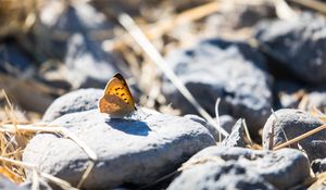 Preview wallpaper butterfly, insect, wings, stones, macro