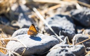 Preview wallpaper butterfly, insect, wings, stones, macro