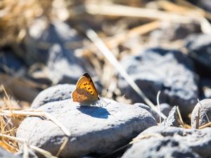 Preview wallpaper butterfly, insect, wings, stones, macro