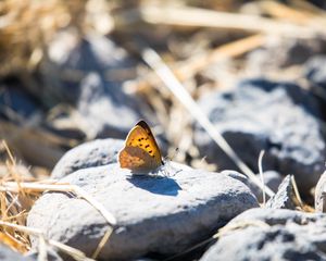 Preview wallpaper butterfly, insect, wings, stones, macro