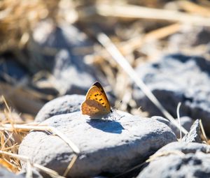 Preview wallpaper butterfly, insect, wings, stones, macro