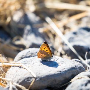 Preview wallpaper butterfly, insect, wings, stones, macro