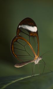 Preview wallpaper butterfly, insect, wings, transparent, macro