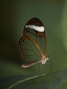 Preview wallpaper butterfly, insect, wings, transparent, macro