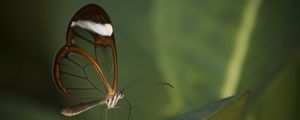 Preview wallpaper butterfly, insect, wings, transparent, macro