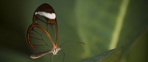 Preview wallpaper butterfly, insect, wings, transparent, macro