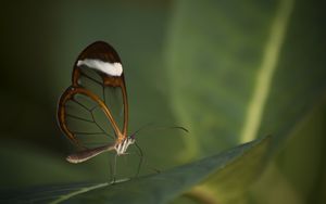 Preview wallpaper butterfly, insect, wings, transparent, macro