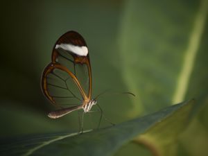 Preview wallpaper butterfly, insect, wings, transparent, macro