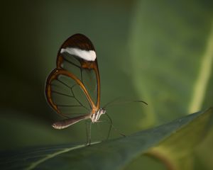 Preview wallpaper butterfly, insect, wings, transparent, macro