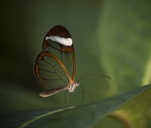 Preview wallpaper butterfly, insect, wings, transparent, macro