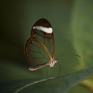 Preview wallpaper butterfly, insect, wings, transparent, macro