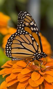 Preview wallpaper butterfly, insect, wings, flowers, macro, orange