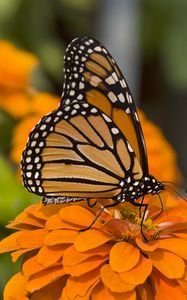 Preview wallpaper butterfly, insect, wings, flowers, macro, orange