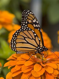 Preview wallpaper butterfly, insect, wings, flowers, macro, orange