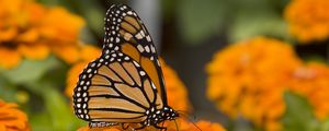 Preview wallpaper butterfly, insect, wings, flowers, macro, orange