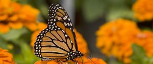 Preview wallpaper butterfly, insect, wings, flowers, macro, orange