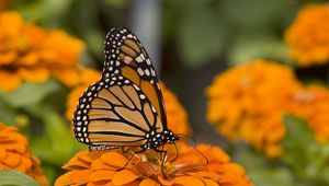 Preview wallpaper butterfly, insect, wings, flowers, macro, orange