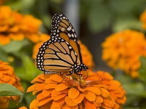 Preview wallpaper butterfly, insect, wings, flowers, macro, orange