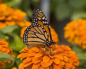 Preview wallpaper butterfly, insect, wings, flowers, macro, orange