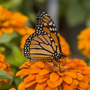 Preview wallpaper butterfly, insect, wings, flowers, macro, orange