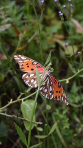 Preview wallpaper butterfly, insect, wings, plants, branches, macro