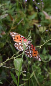 Preview wallpaper butterfly, insect, wings, plants, branches, macro