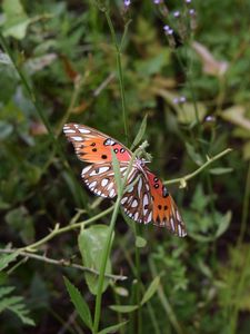 Preview wallpaper butterfly, insect, wings, plants, branches, macro