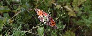 Preview wallpaper butterfly, insect, wings, plants, branches, macro