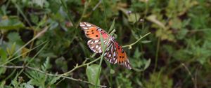 Preview wallpaper butterfly, insect, wings, plants, branches, macro