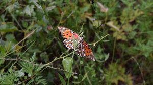 Preview wallpaper butterfly, insect, wings, plants, branches, macro