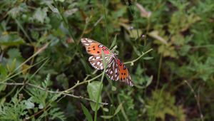 Preview wallpaper butterfly, insect, wings, plants, branches, macro