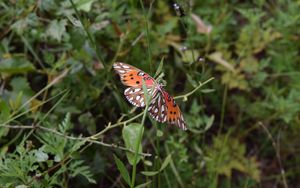 Preview wallpaper butterfly, insect, wings, plants, branches, macro