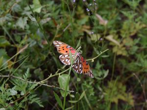 Preview wallpaper butterfly, insect, wings, plants, branches, macro