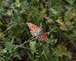 Preview wallpaper butterfly, insect, wings, plants, branches, macro