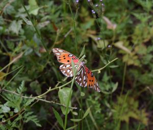 Preview wallpaper butterfly, insect, wings, plants, branches, macro