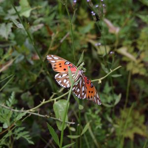 Preview wallpaper butterfly, insect, wings, plants, branches, macro