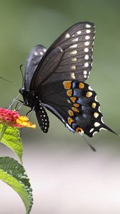 Preview wallpaper butterfly, insect, wings, flower, macro