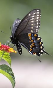 Preview wallpaper butterfly, insect, wings, flower, macro