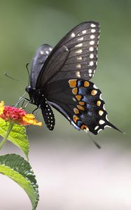 Preview wallpaper butterfly, insect, wings, flower, macro