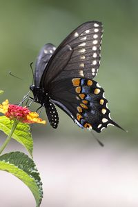 Preview wallpaper butterfly, insect, wings, flower, macro