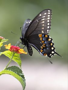 Preview wallpaper butterfly, insect, wings, flower, macro