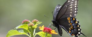 Preview wallpaper butterfly, insect, wings, flower, macro