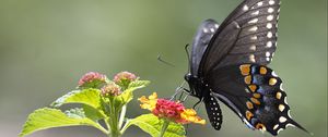 Preview wallpaper butterfly, insect, wings, flower, macro