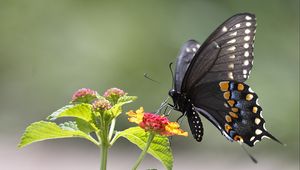 Preview wallpaper butterfly, insect, wings, flower, macro